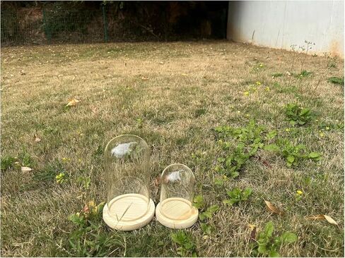 Dome Glass Display Cloche with Solid Wood Base (4x7.5 and 3.1x4.7) in Saudi Arabia