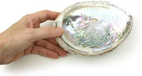 1pc Colorful Fashionable Large Abalone Shell Bowl,4-4.5 Inch Exquisite Natural Sea Shell Smudge Bowl for Sage Burning and Incense for Decor,Display and Great Gift,Incense and Incense Holders in Saudi Arabia