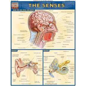Senses Guide Med/Health