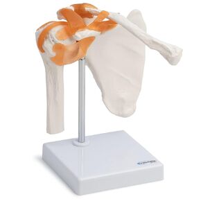 Cranstein A-332 Shoulder Joint Model - Anatomy, Skeleton