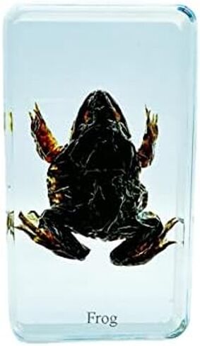 Multiple Styles Resin Insects, Insect Specimens,Resin Preservation, Resin Amber for Kids Science Education, Collection, Decorative (Frog) in Saudi Arabia