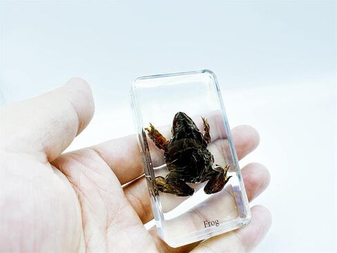 Multiple Styles Resin Insects, Insect Specimens,Resin Preservation, Resin Amber for Kids Science Education, Collection, Decorative (Frog) in Saudi Arabia