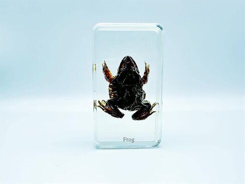 Multiple Styles Resin Insects, Insect Specimens,Resin Preservation, Resin Amber for Kids Science Education, Collection, Decorative (Frog) in Saudi Arabia