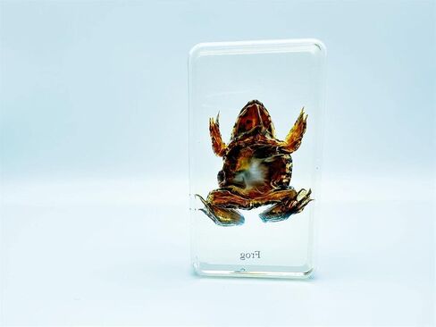 Multiple Styles Resin Insects, Insect Specimens,Resin Preservation, Resin Amber for Kids Science Education, Collection, Decorative (Frog) in Saudi Arabia