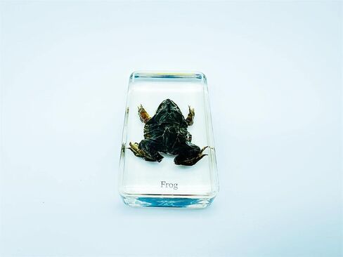 Multiple Styles Resin Insects, Insect Specimens,Resin Preservation, Resin Amber for Kids Science Education, Collection, Decorative (Frog) in Saudi Arabia