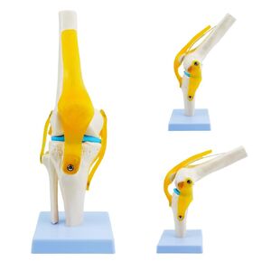 Life Size Human Knee Anatomy Model with Ligaments, QREBYQ Flexible Knee Joint Model for Doctors Office, Classroom Demonstration, Study, Science Education and Desktop Display