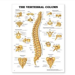 Wolters Kluwer Health Anatomical Chart Series, Shoulder Injury Chart - Styrene Plastic