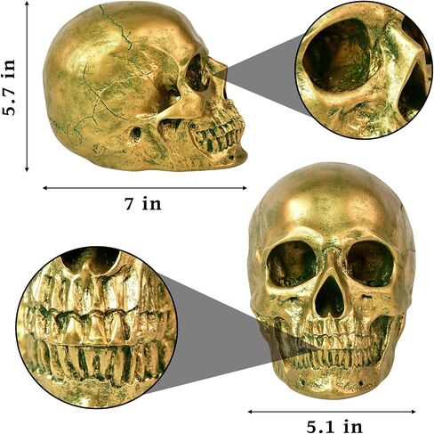 SEKKVY Resin Human Gold Skull Statues Halloween Decor Skeleton Outdoor Human Skull Model Golden Home Decoration (Removable) in Saudi Arabia