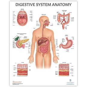 Anatomy Lab Human Digestive System Anatomy Poster, LAMINATED, Anatomy and Physiology, 17.3 x 22.5 Inches, Body System Diagram, Anatomical Chart for Education Learning and Students