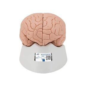 3B Scientific C15/1 Economy Brain 2-part - 3B Smart Anatomy