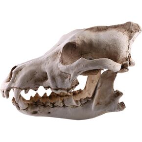 Veemoon Reptile Decor Resin Wolf Skull Head Wolf Skull Resin Craft Wolf Skeleton Model Animal Head Skeleton Model for Halloween Party Decor Ornament Wolf Skull Head Model Goat Statue