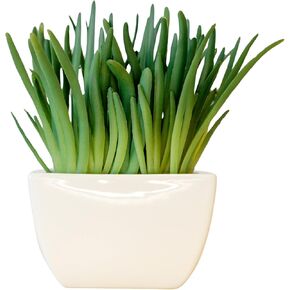 365 Blooming Decor 8" Tall Faux Bergeranthus Multiceps Succulent in White Ceramic Pot - Premium Artificial Potted Succulent with Pebble, for Home, Office, Tabletop, Bookshelf, Gift