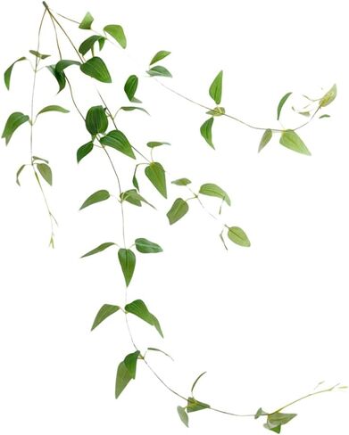 PRETYZOOM 1pc Rattan Wedding Arch Decor Silk Artificial Garland Simulated Clematis Faux Greenery Garland Green Wreath Green Plants Light House Decorations for Home Flower Wall Household Iron in Saudi Arabia