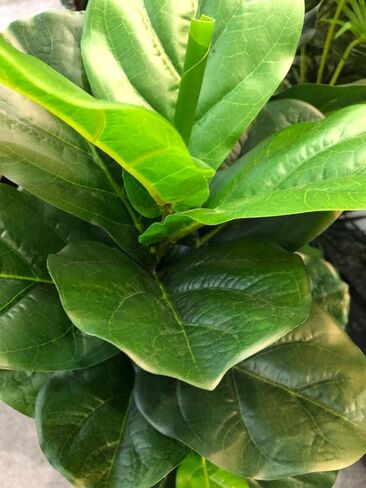 AMERIQUE نبات حرير صناعي رائع وكثيف من أوراق الكمان مع حماية من الأشعة فوق البنفسجية، مع وعاء بلاستيكي للحضانة، يشعر بالتكنولوجيا الحقيقية، جودة فائقة، 4.5 قدم، أخضر in Kuwait