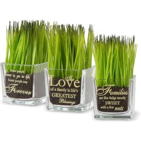 National Tree Company Plant Décor | Includes Glass Cups | 3-Piece Assorted Plant Set