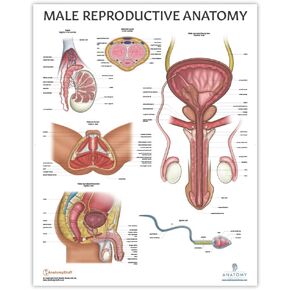 Anatomy Lab Human Male Reproductive System Anatomy Poster, LAMINATED, Anatomy and Physiology, 17.3 x 22.5 Inches, Body System Diagram, Anatomical Chart for Education Learning and Students