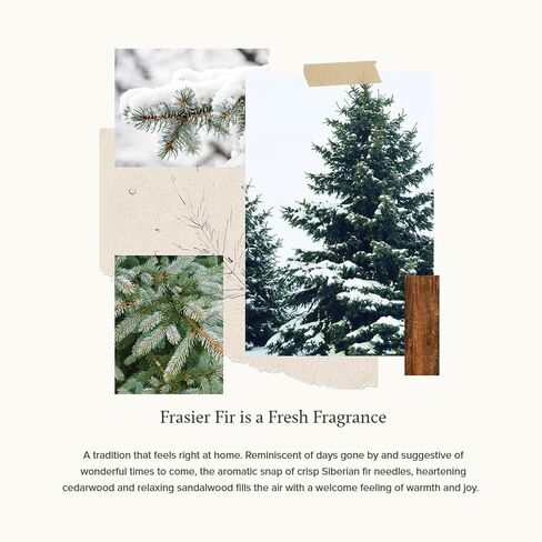 Thymes Frasier Fir Candle - Gilded Ceramic 3-Wick Jar Candle - Scented Candle with a Luxury Home Fragrance - Elegant Holiday Candle - Gilded White Candle with 24-Karate Gold Rim (20 oz) in Kuwait
