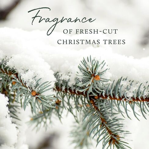 Thymes Frasier Fir Candle - Gilded Ceramic 3-Wick Jar Candle - Scented Candle with a Luxury Home Fragrance - Elegant Holiday Candle - Gilded White Candle with 24-Karate Gold Rim (20 oz) in Kuwait