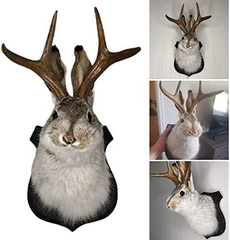 ديكور جداري مثبت على Jackalope، أحدث أسطورة القرون، ديكور جداري على شكل رأس حيوان، حامل جداري على شكل رأس غزال، فن جداري معلق من الراتنج، عينة محاكاة لرأس الحيوان، للمنزل/المكتب in Saudi Arabia