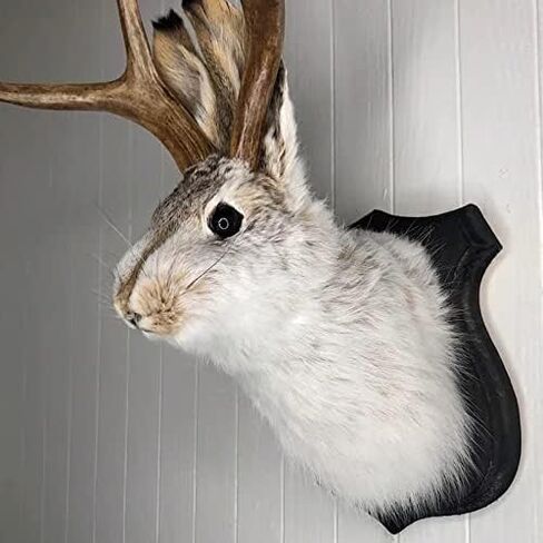 ديكور جداري مثبت على Jackalope، أحدث أسطورة القرون، ديكور جداري على شكل رأس حيوان، حامل جداري على شكل رأس غزال، فن جداري معلق من الراتنج، عينة محاكاة لرأس الحيوان، للمنزل/المكتب in Saudi Arabia
