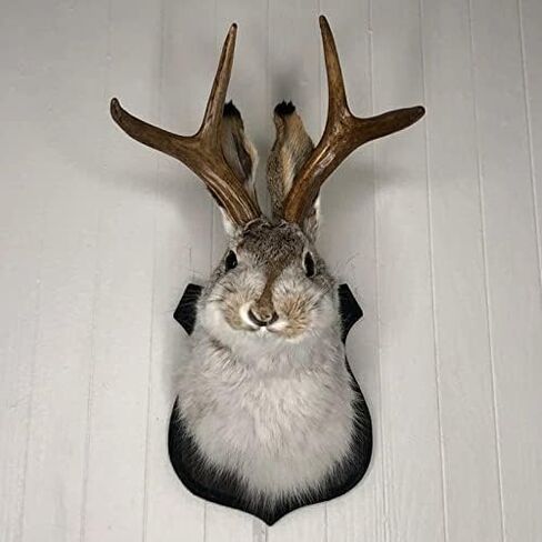 ديكور جداري مثبت على Jackalope، أحدث أسطورة القرون، ديكور جداري على شكل رأس حيوان، حامل جداري على شكل رأس غزال، فن جداري معلق من الراتنج، عينة محاكاة لرأس الحيوان، للمنزل/المكتب in Saudi Arabia