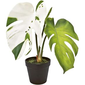Variegated Monstera Artificial Plant - 2 Leaves 15" H in Saudi Arabia