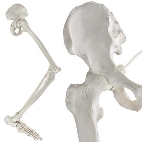 EVOTECH Human Lower Limb Bone Model, Life-Size 36" Anatomical Human Leg Skeleton Bundle with All Leg Bones, Removable Hip Joint and Fully Articulated Foot and Detailed Product Manual