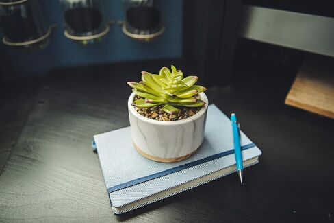 نبات صناعي من فلورا بوندا نبات عصاري صناعي في وعاء سيراميك رخامي مقاس 10.16 سم بقاعدة خشبية في منتصف القرن، رخام، مجموعة من 2 in Kuwait