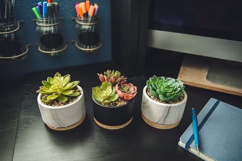 نبات صناعي من فلورا بوندا نبات عصاري صناعي في وعاء سيراميك رخامي مقاس 10.16 سم بقاعدة خشبية في منتصف القرن، رخام، مجموعة من 2 in Kuwait