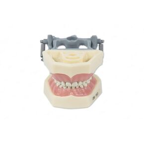 Dental Educational Pediatric Model with Removable Teeth