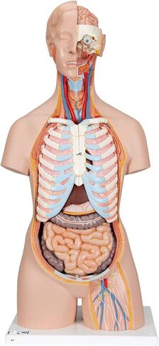 3B Scientific B17 Classic Unisex Torso w/ open back 21-part - 3B Smart Anatomy in Saudi Arabia