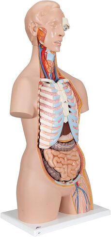 3B Scientific B17 Classic Unisex Torso w/ open back 21-part - 3B Smart Anatomy in Saudi Arabia