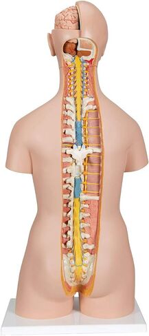 3B Scientific B17 Classic Unisex Torso w/ open back 21-part - 3B Smart Anatomy in Saudi Arabia