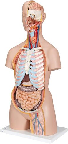 3B Scientific B17 Classic Unisex Torso w/ open back 21-part - 3B Smart Anatomy in Saudi Arabia