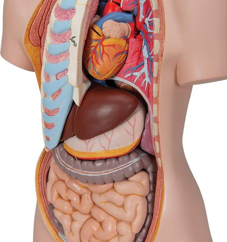 3B Scientific B17 Classic Unisex Torso w/ open back 21-part - 3B Smart Anatomy in Saudi Arabia