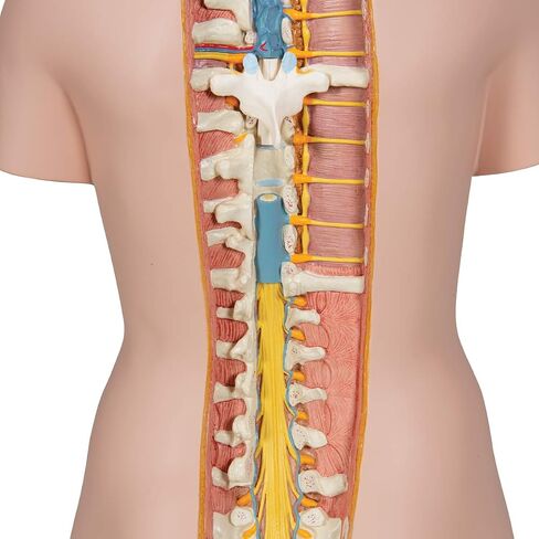3B Scientific B17 Classic Unisex Torso w/ open back 21-part - 3B Smart Anatomy in Saudi Arabia