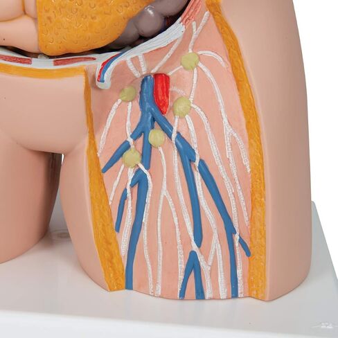 3B Scientific B17 Classic Unisex Torso w/ open back 21-part - 3B Smart Anatomy in Saudi Arabia