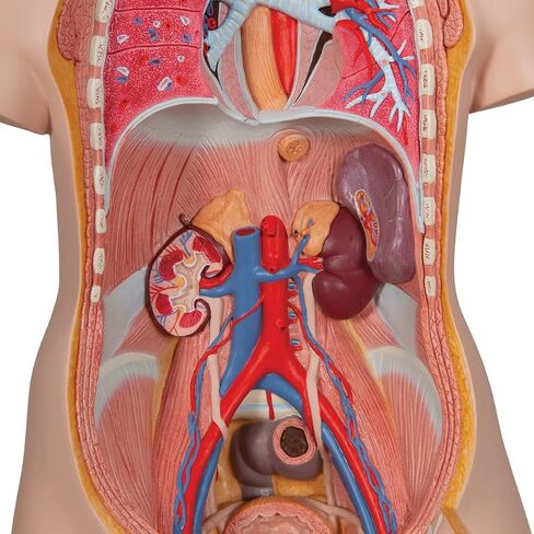 3B Scientific B17 Classic Unisex Torso w/ open back 21-part - 3B Smart Anatomy in Saudi Arabia