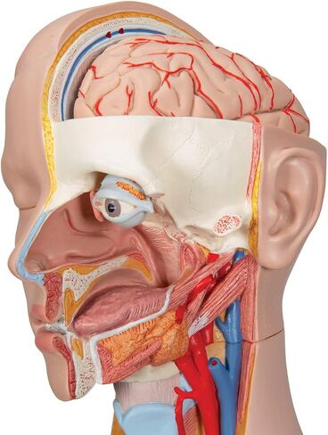 3B Scientific B17 Classic Unisex Torso w/ open back 21-part - 3B Smart Anatomy in Saudi Arabia