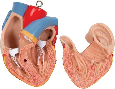 3B Scientific B17 Classic Unisex Torso w/ open back 21-part - 3B Smart Anatomy in Saudi Arabia