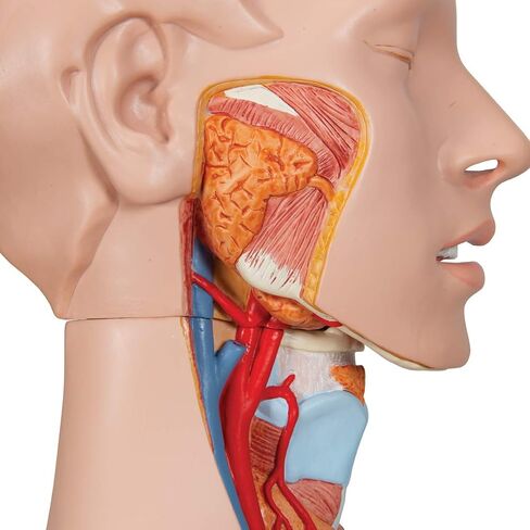 3B Scientific B17 Classic Unisex Torso w/ open back 21-part - 3B Smart Anatomy in Saudi Arabia