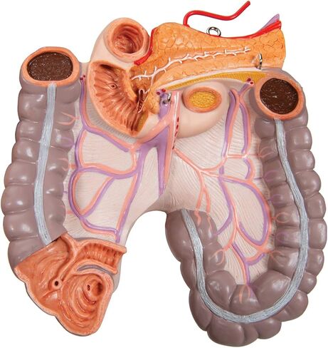 3B Scientific B17 Classic Unisex Torso w/ open back 21-part - 3B Smart Anatomy in Saudi Arabia