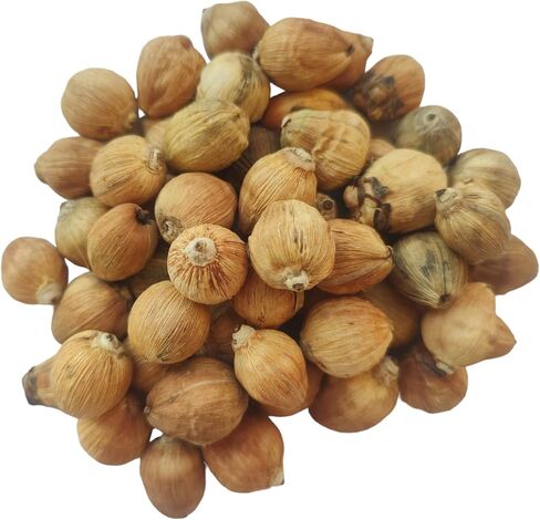 بهافيكريشن لاغو ناريال جوز الهند الصغير 11 قطعة لاجو ناريال لاكسمي بوجا in Kuwait