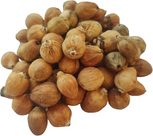 بهافيكريشن لاغو ناريال جوز الهند الصغير 11 قطعة لاجو ناريال لاكسمي بوجا in Kuwait