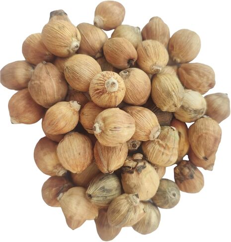 بهافيكريشن لاغو ناريال جوز الهند الصغير 11 قطعة لاجو ناريال لاكسمي بوجا in Kuwait