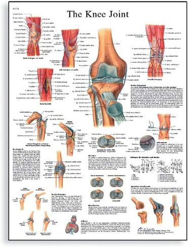 3B Scientific VR1174L Glossy Laminated Paper The Knee Joint Anatomical Chart, Poster Size 20" Width x 26" Height in Saudi Arabia