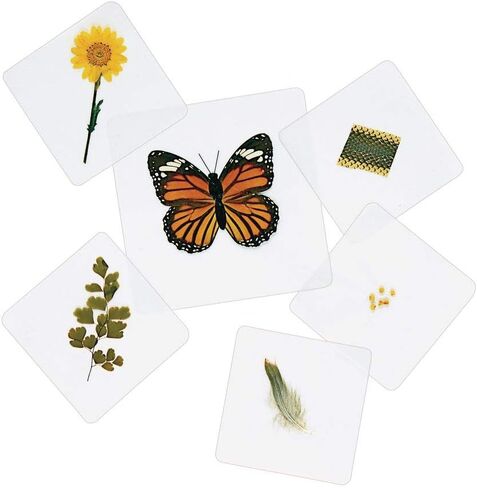 Excellerations Educational Laminated Specimen Set of 28 for STEM Nature Study (Item # Study) in Kuwait