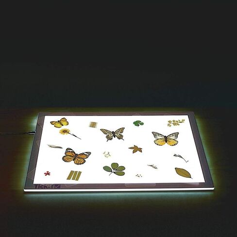 Excellerations Educational Laminated Specimen Set of 28 for STEM Nature Study (Item # Study) in Kuwait