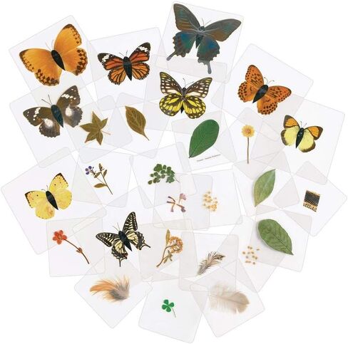 Excellerations Educational Laminated Specimen Set of 28 for STEM Nature Study (Item # Study) in Kuwait