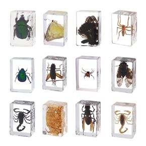 12 Pcs Insect in Resin Bug Preserved Specimen Collection Paperweights Resin Insects Various Insect Specimen for Kids Scientific Educational Toy Display Supplies,Private Collection, Home Decor